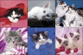 6 st Katter